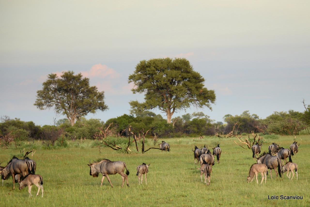 Gnou/Wildebeest (7)