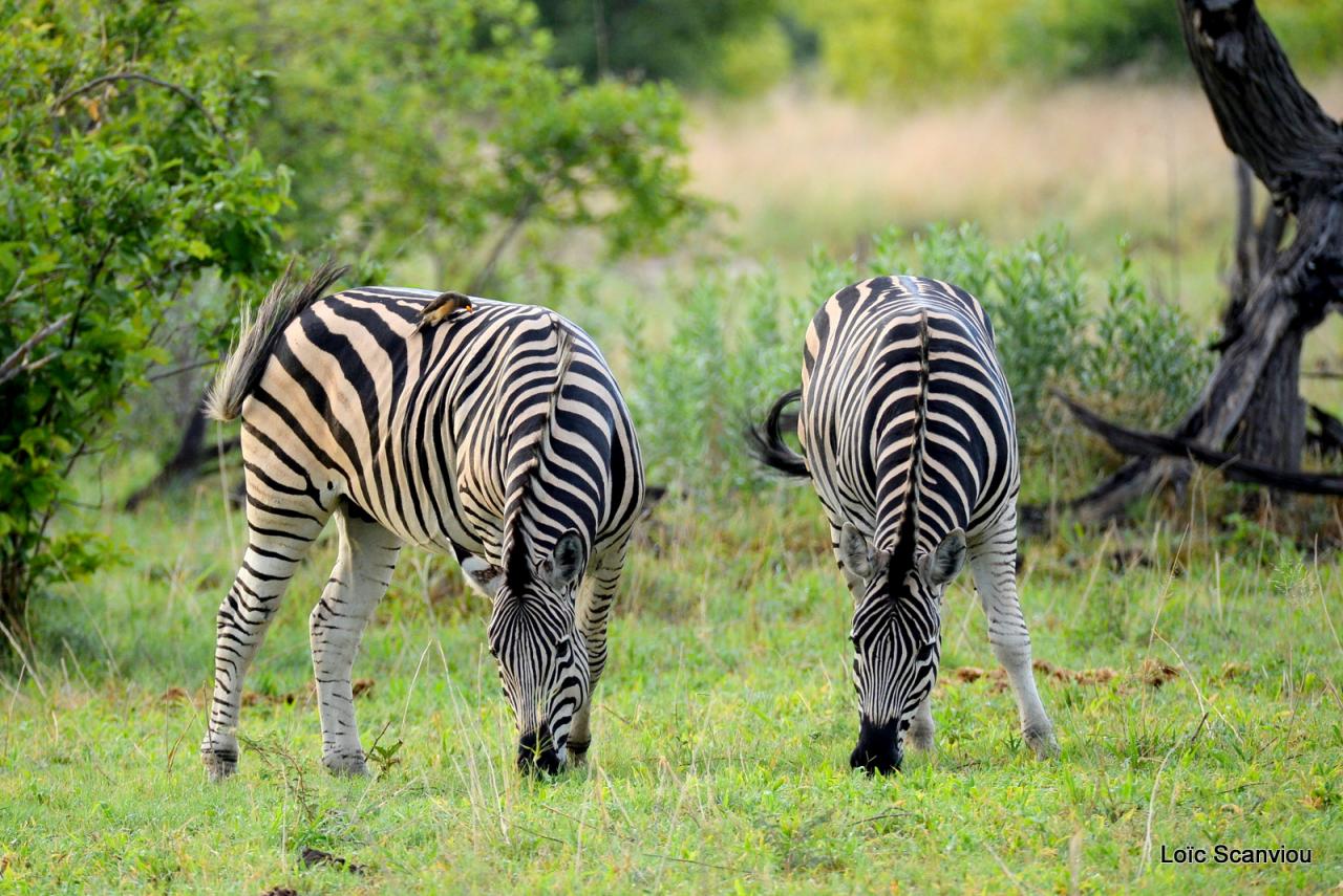 Zèbre/Zebra (1)