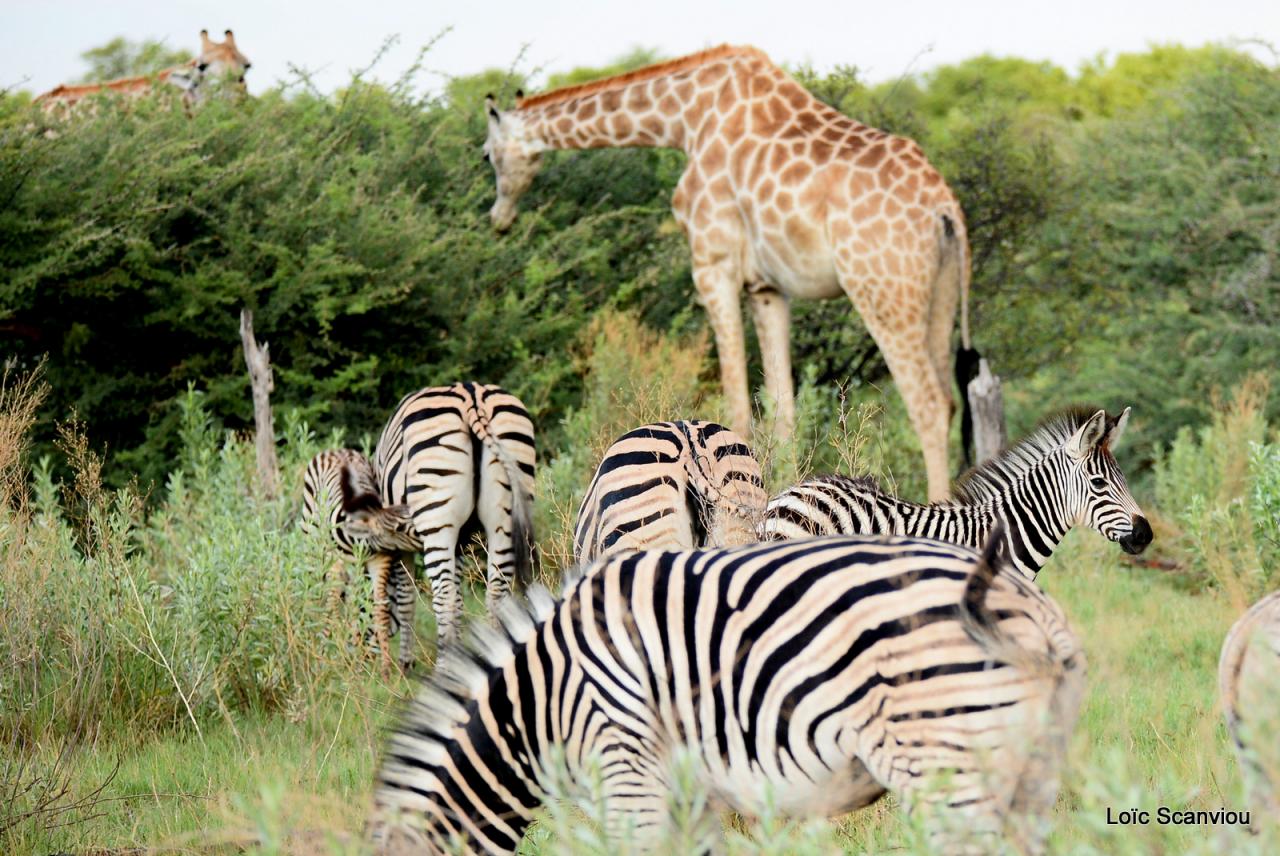 Zèbre et girafe (1)