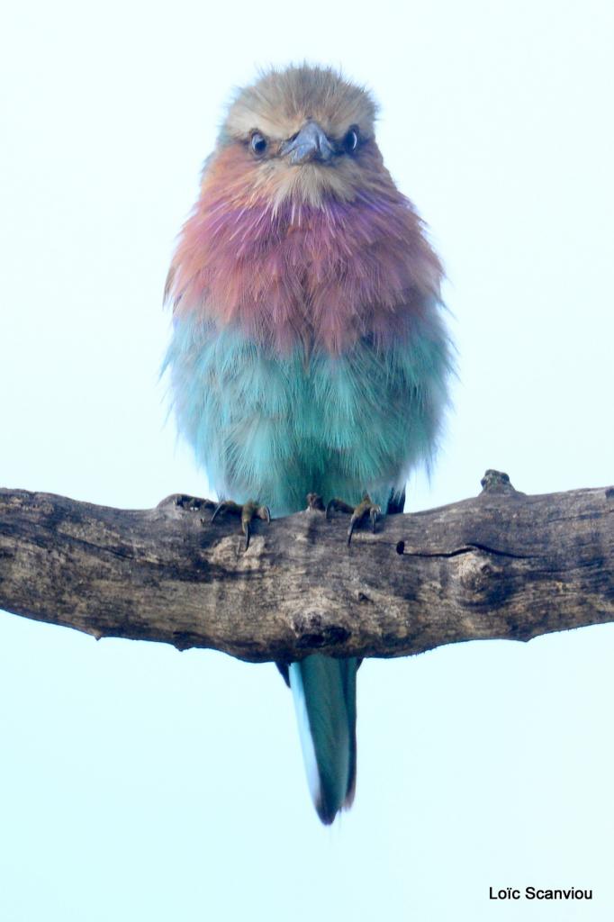 Rollier à longs brins/Lilac-breasted Roller (1)