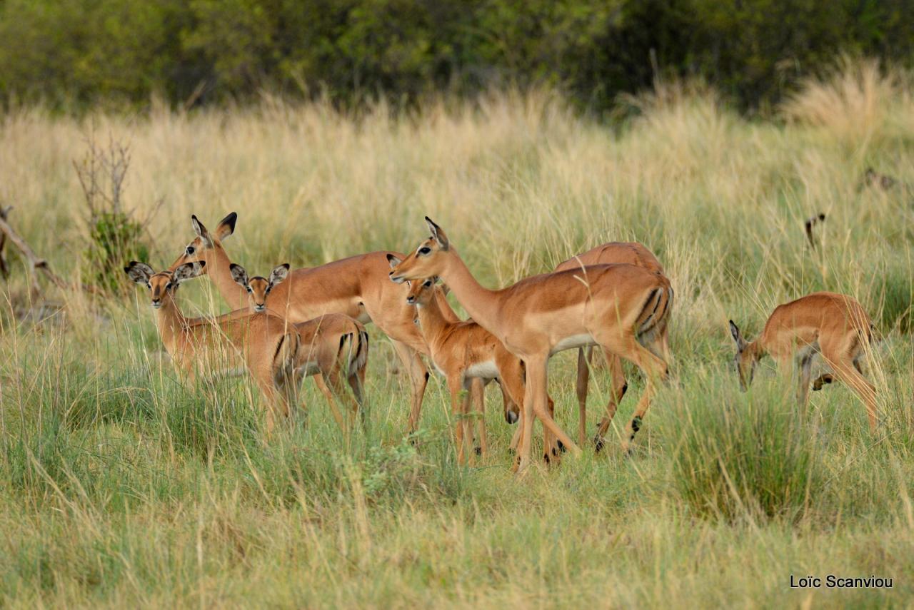 Impala (1)