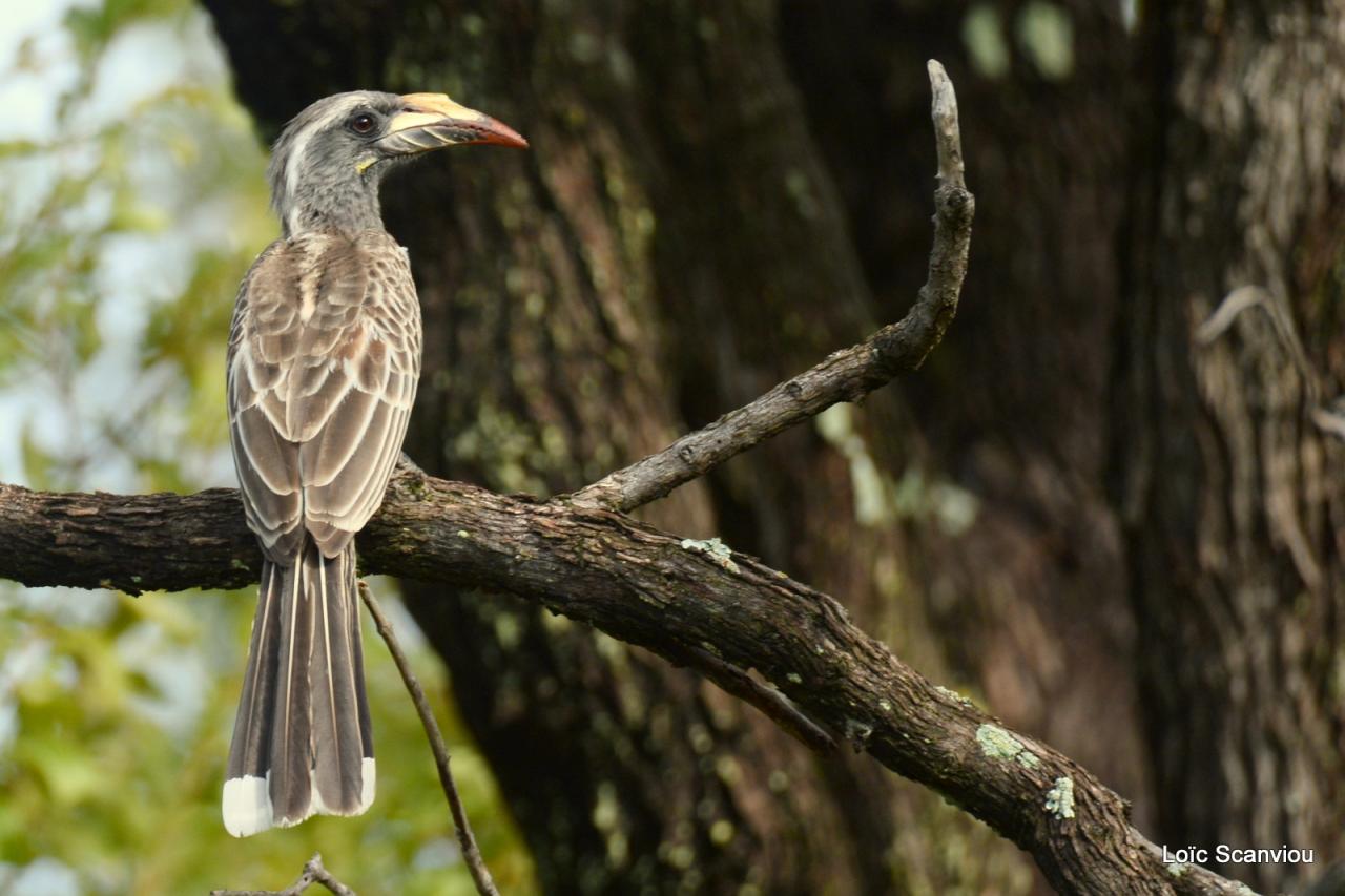 Calao à bec noir/African Grey Hornbill (1)