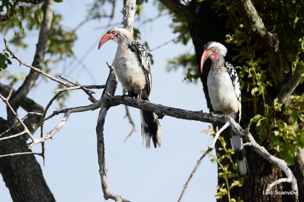 Calao à bec rouge/Red-billed Hornbill (1)