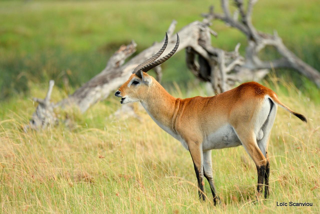 Cobe Lechwe/Red Lechwe (1)