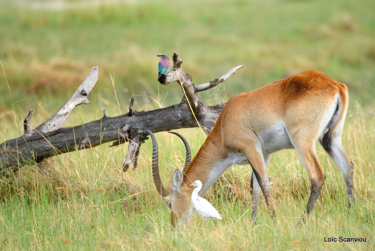 Cobe Lechwe/Red Lechwe (2)