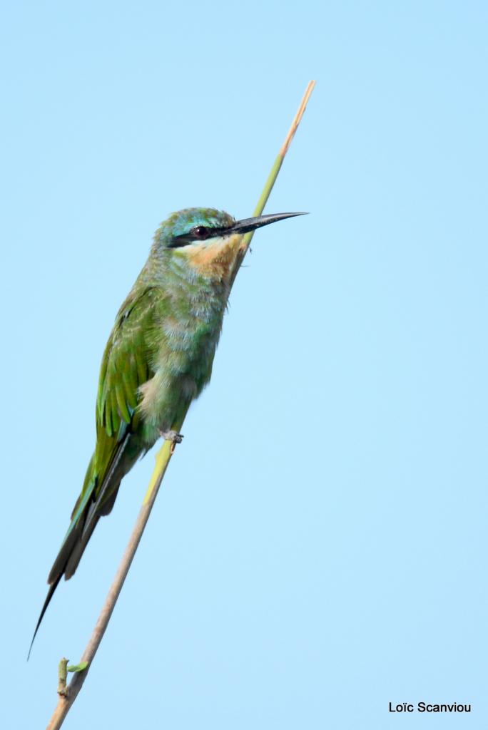 Guêpier/Bee-Eater (1)