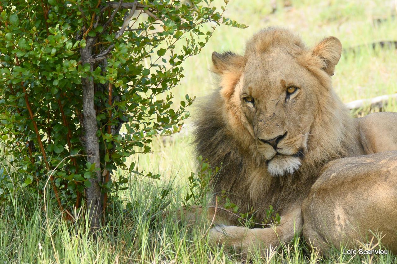 Lion (2)