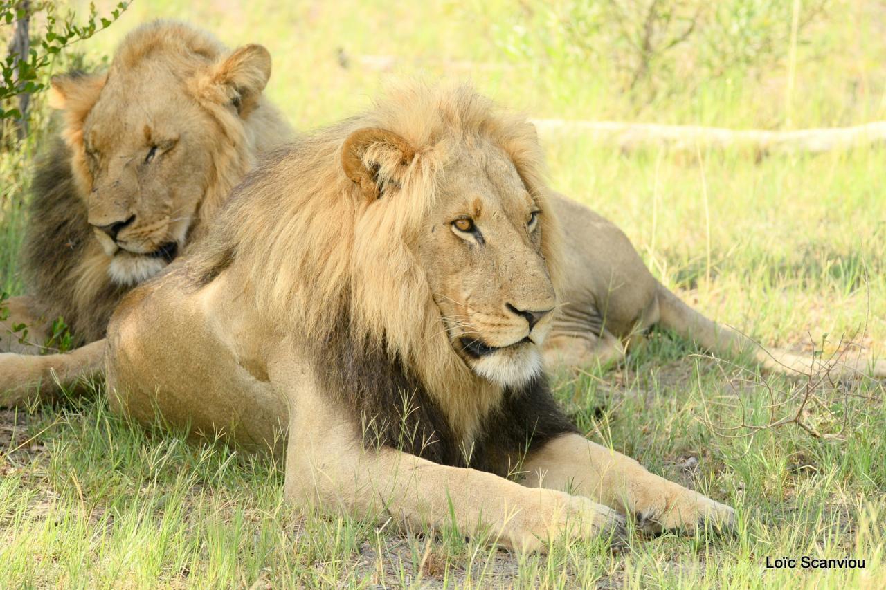 Lion (3)