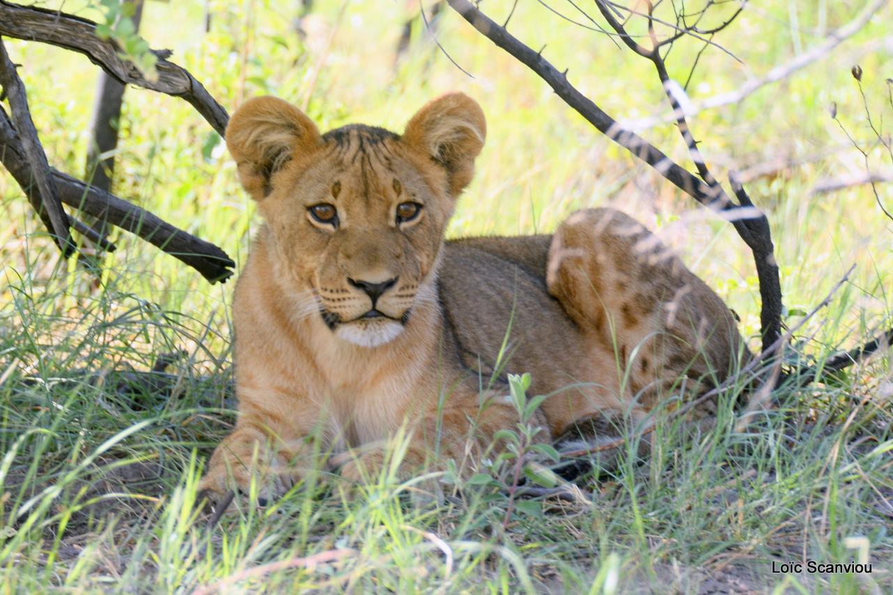 Lion (4)