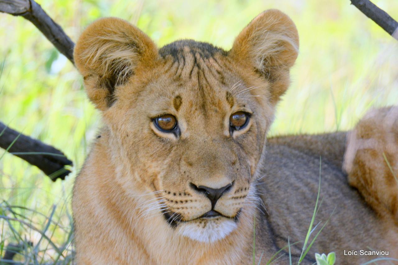 Lion (5)
