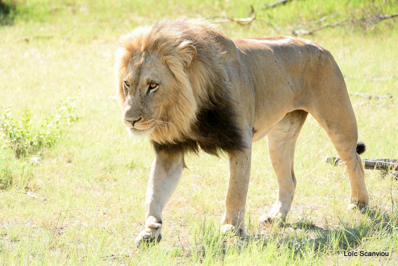 Lion (6)