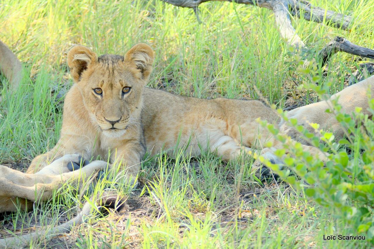 Lion (8)