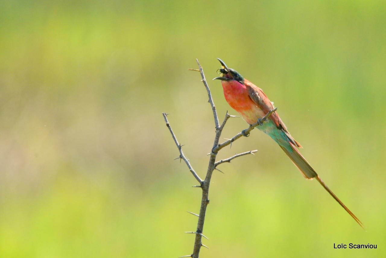 Guêpier carmin/Southern Carmine Bee-Eater (3)