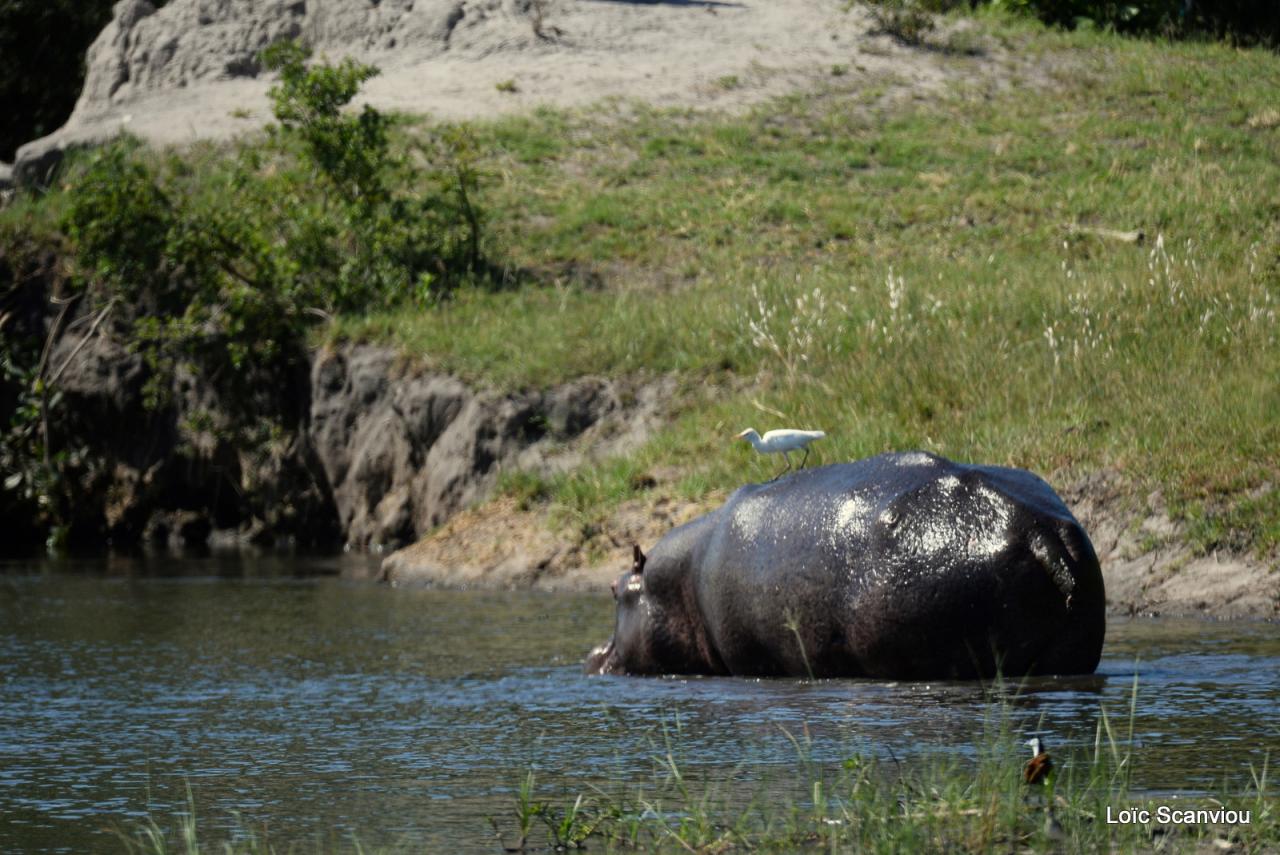 Hippopotame/Hippopotamus (1)