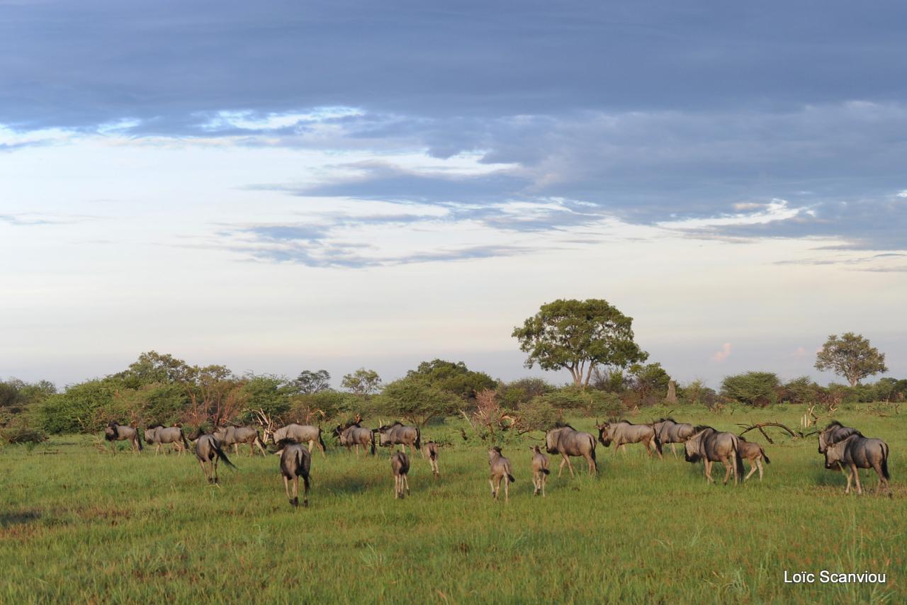 Gnou/Wildebeest (12)