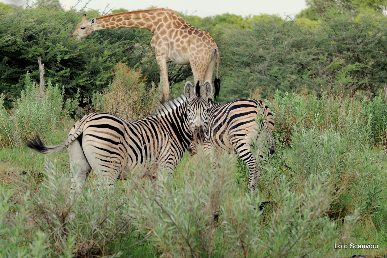 Zèbre et girafe (2)