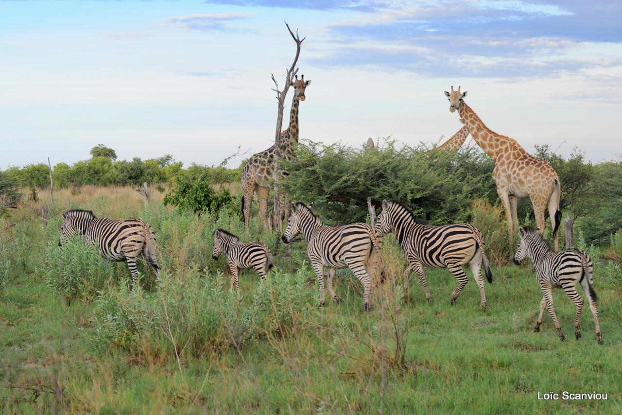 Zèbre et girafe (3)