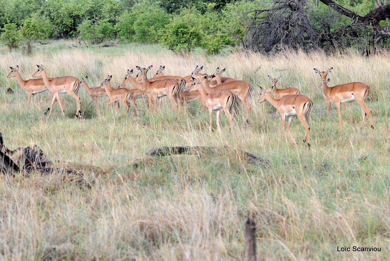Impala (2)