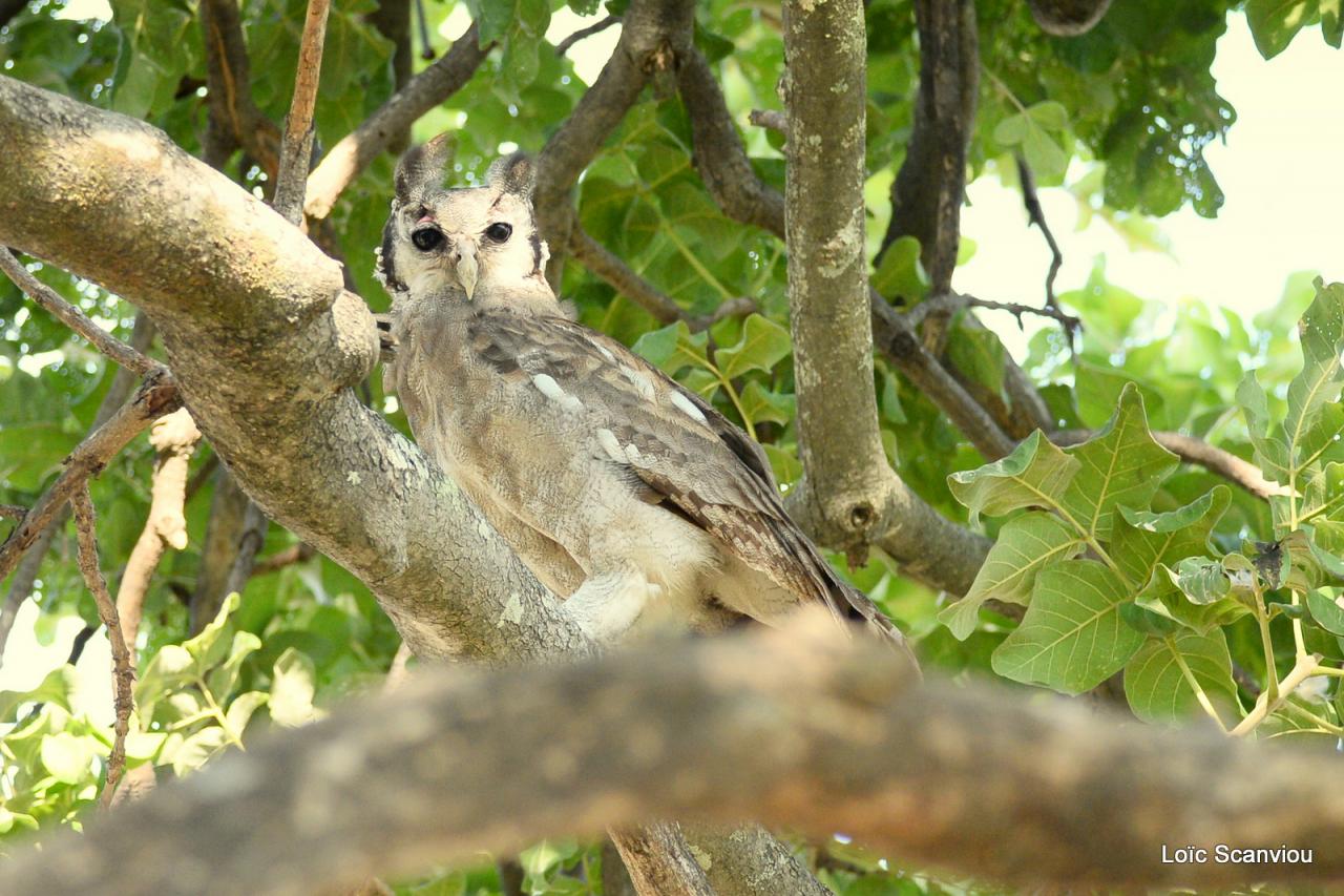 Grand-duc de Verreaux/Verreaux's Eagle-Owl (1)