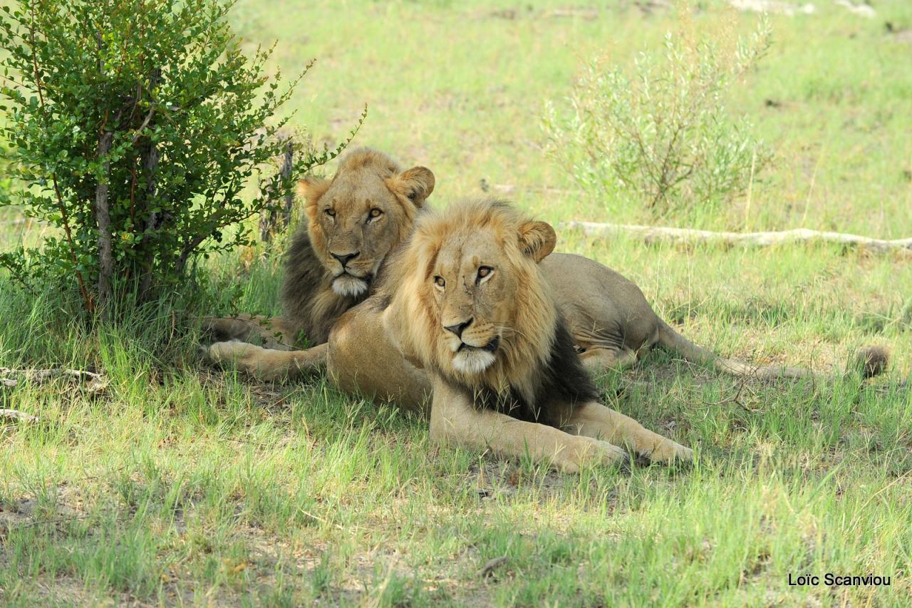 Lion (9)