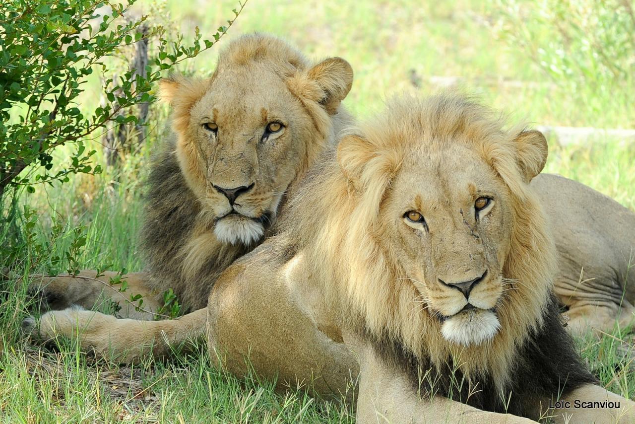 Lion (10)