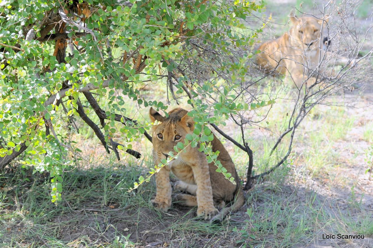 Lion (11)