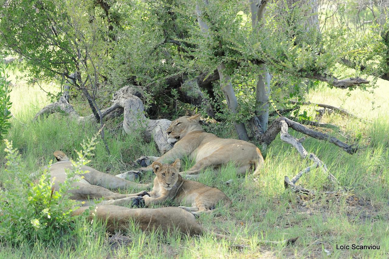 Lion (12)