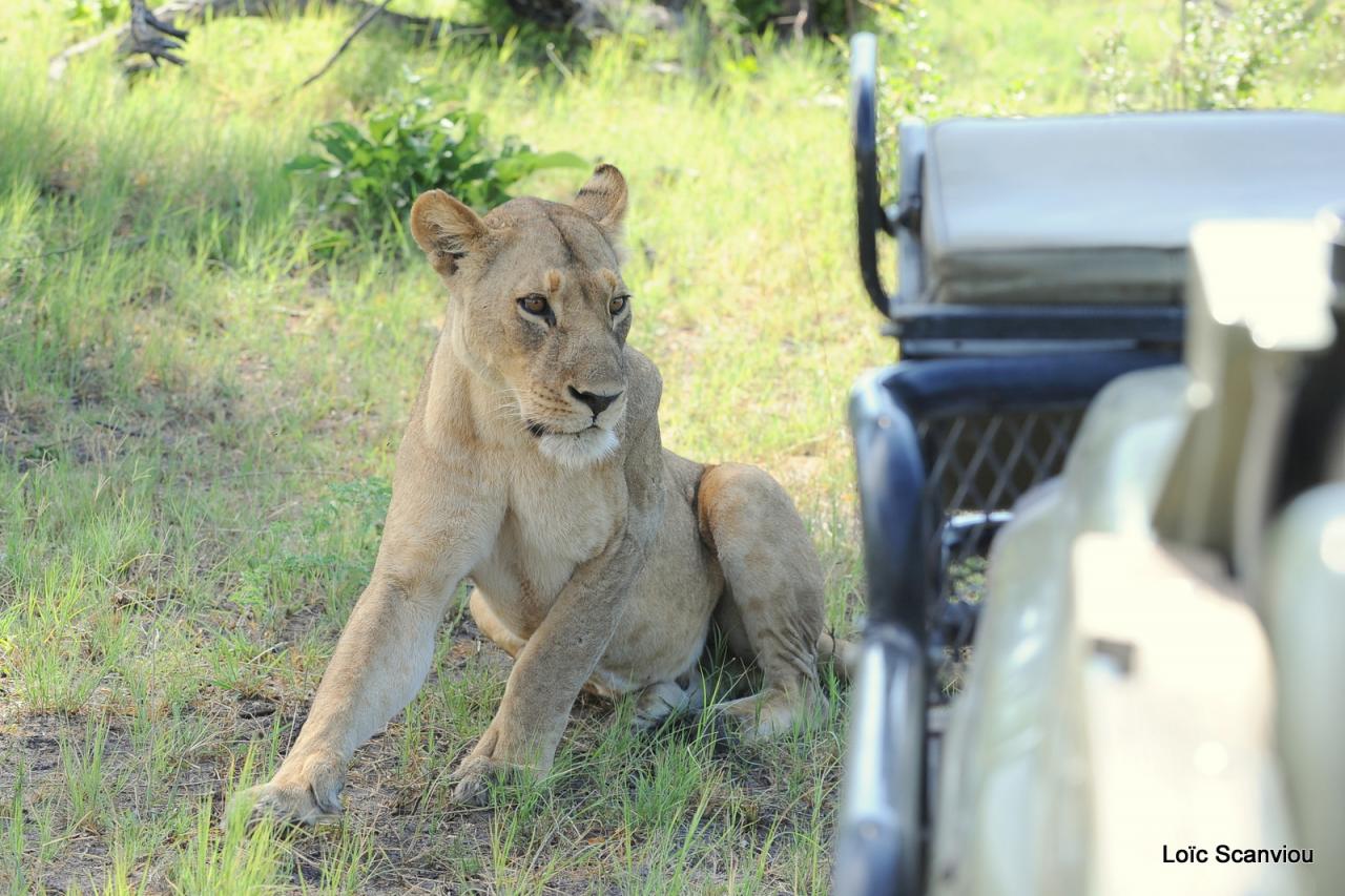 Lion (13)