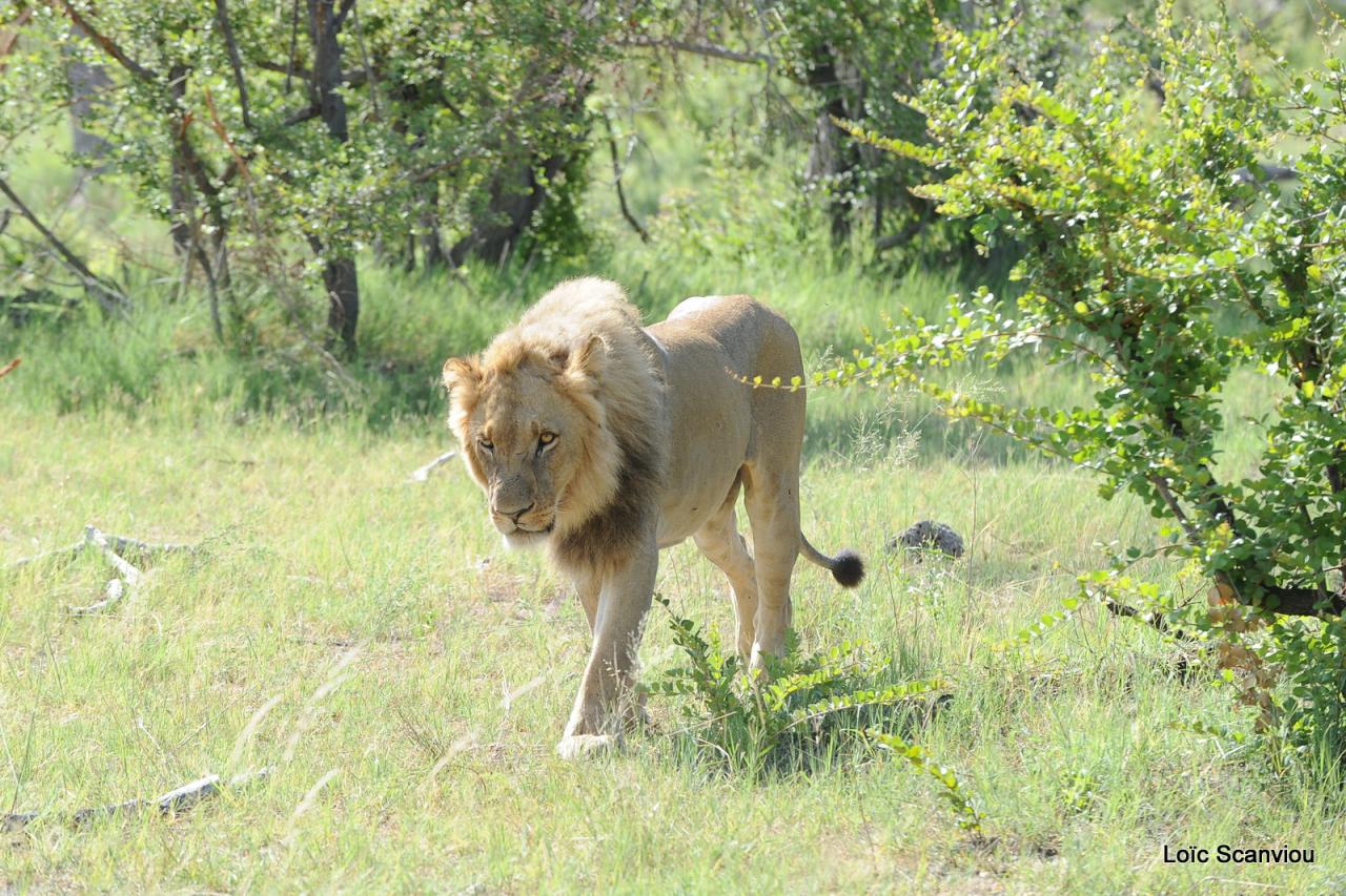 Lion (14)
