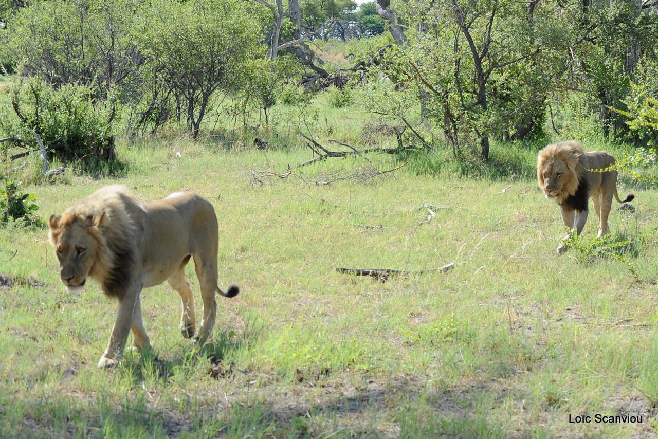 Lion (15)