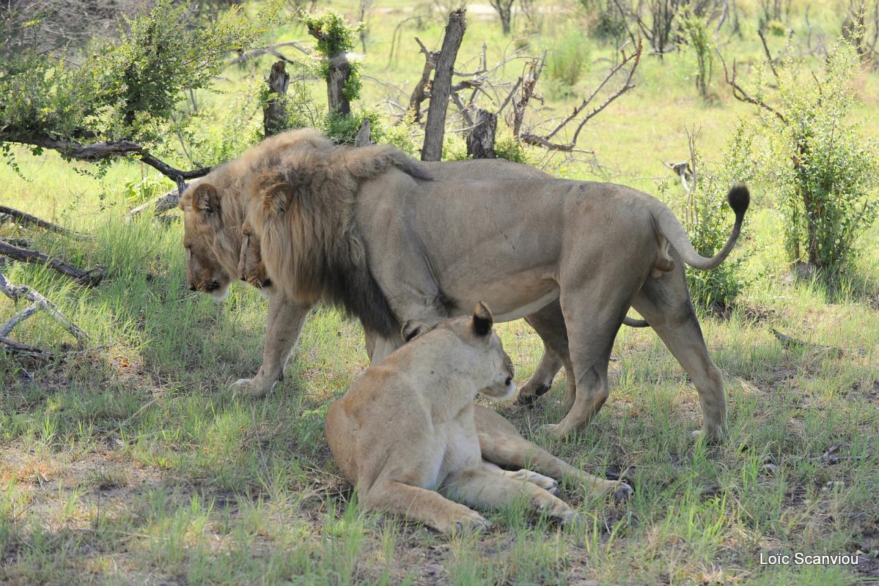 Lion (16)
