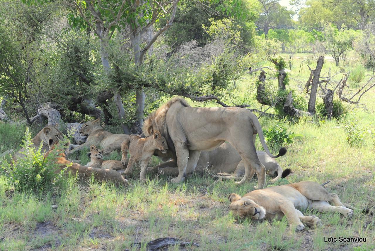 Lion (17)
