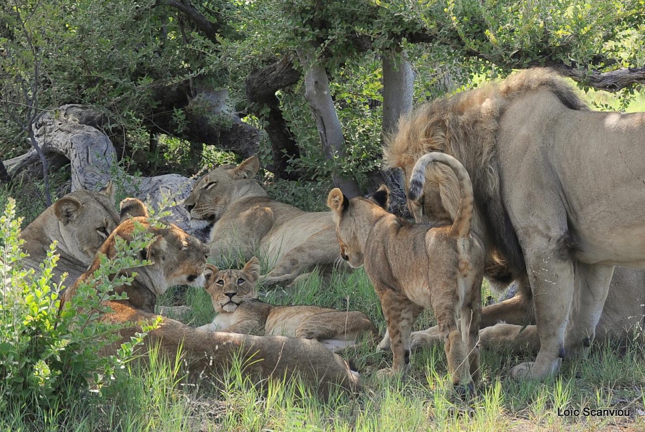 Lion (18)
