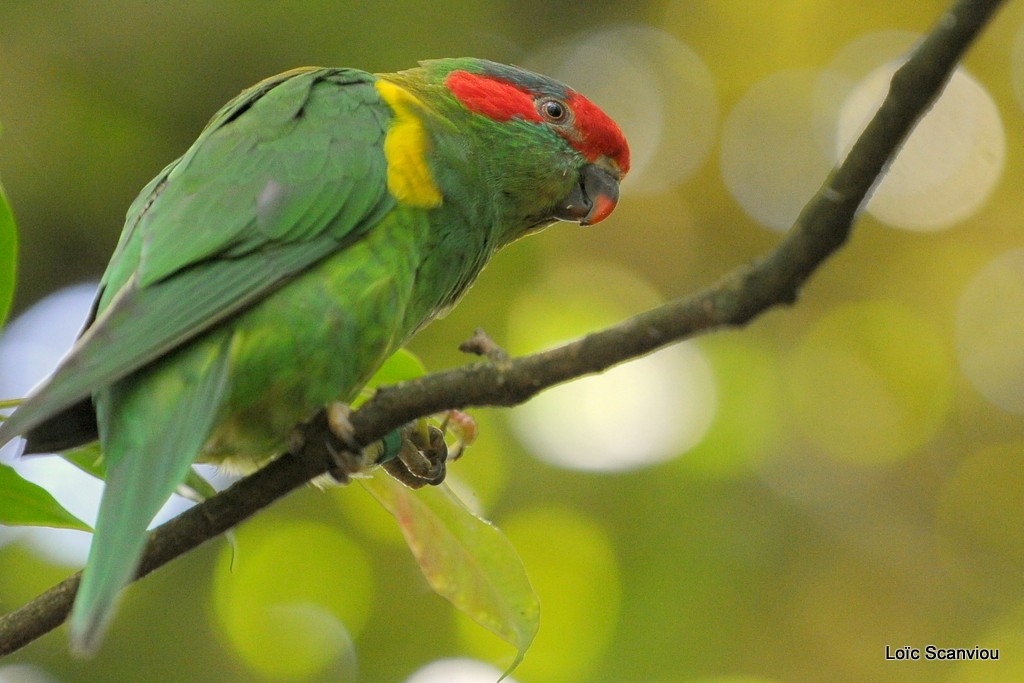 Lori à bandeau rouge/Musk Lorikeet