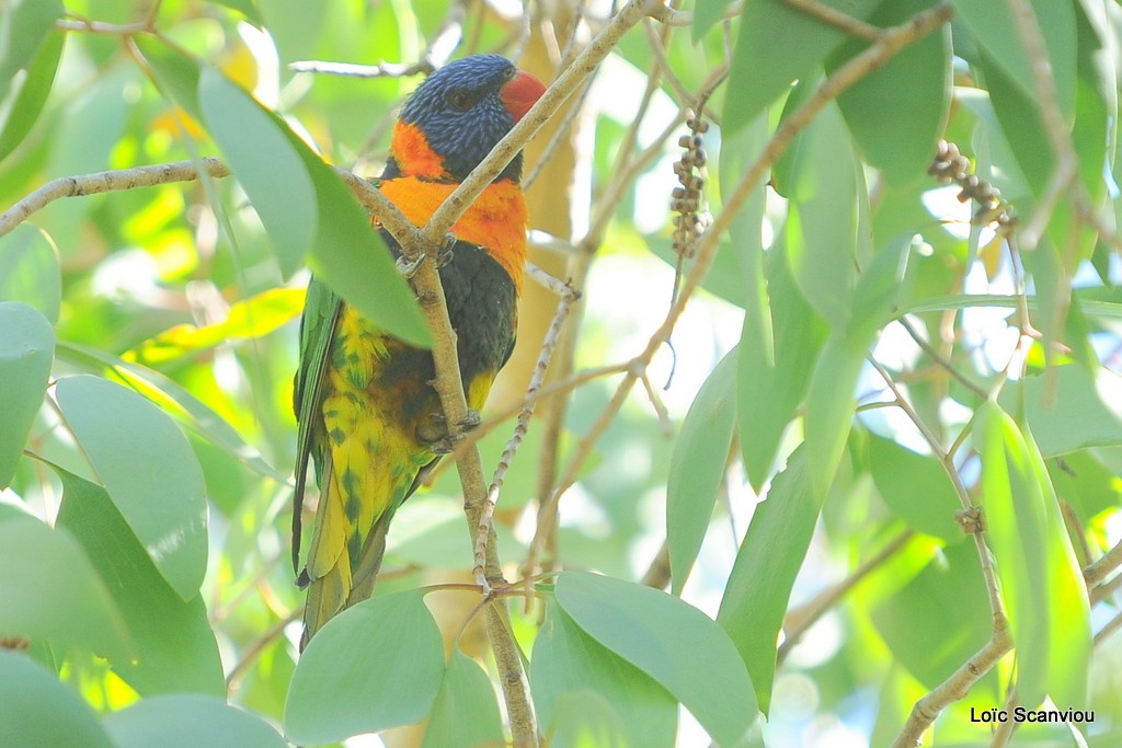 Loriquet à col rouge/Red-collared Lorikeet