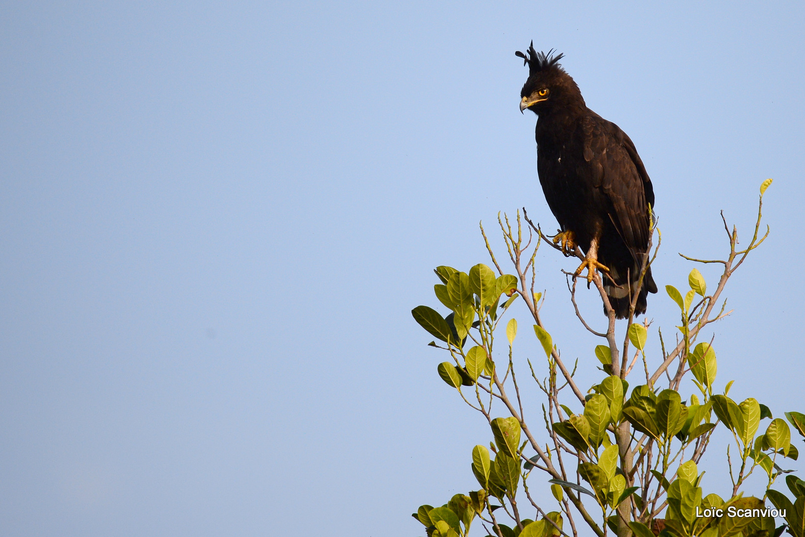 Aigle huppard/Long-crested Eagle (1)