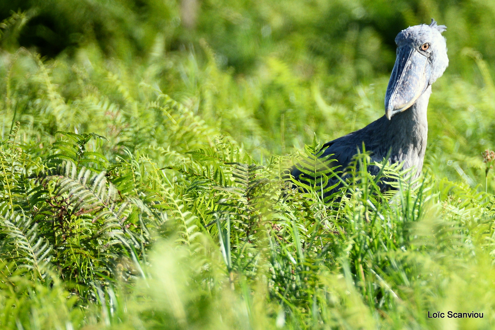 Bec-en-sabot/Shoebill (2)