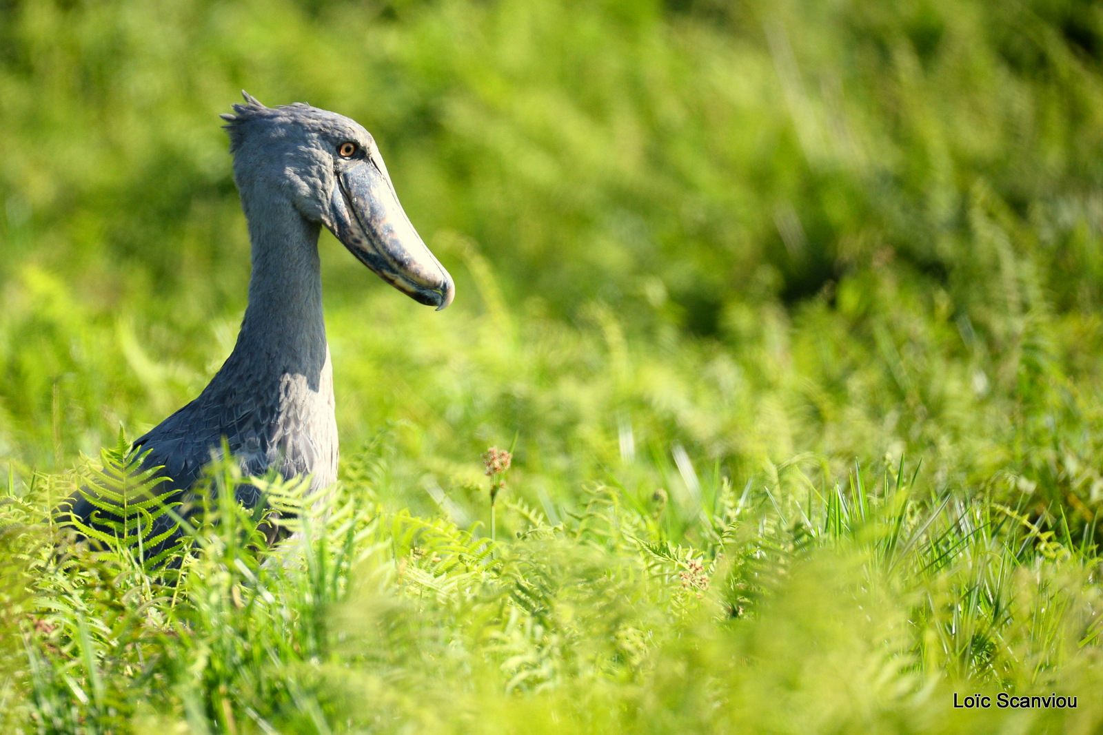 Bec-en-sabot/Shoebill (3)