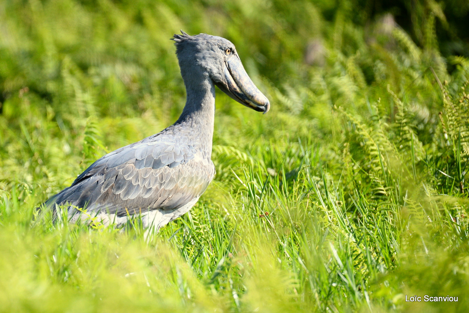 Bec-en-sabot/Shoebill (4)