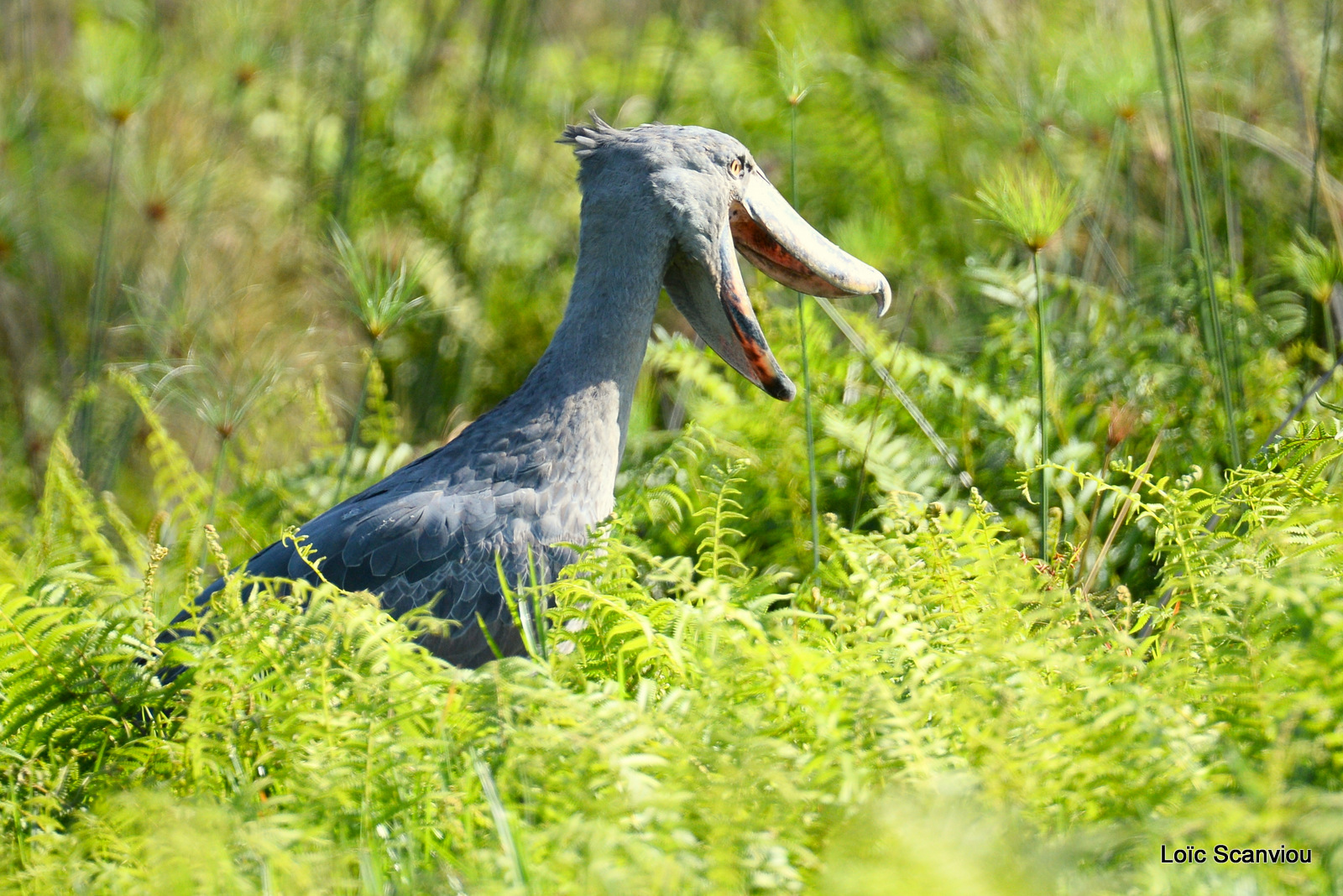 Bec-en-sabot/Shoebill (6)