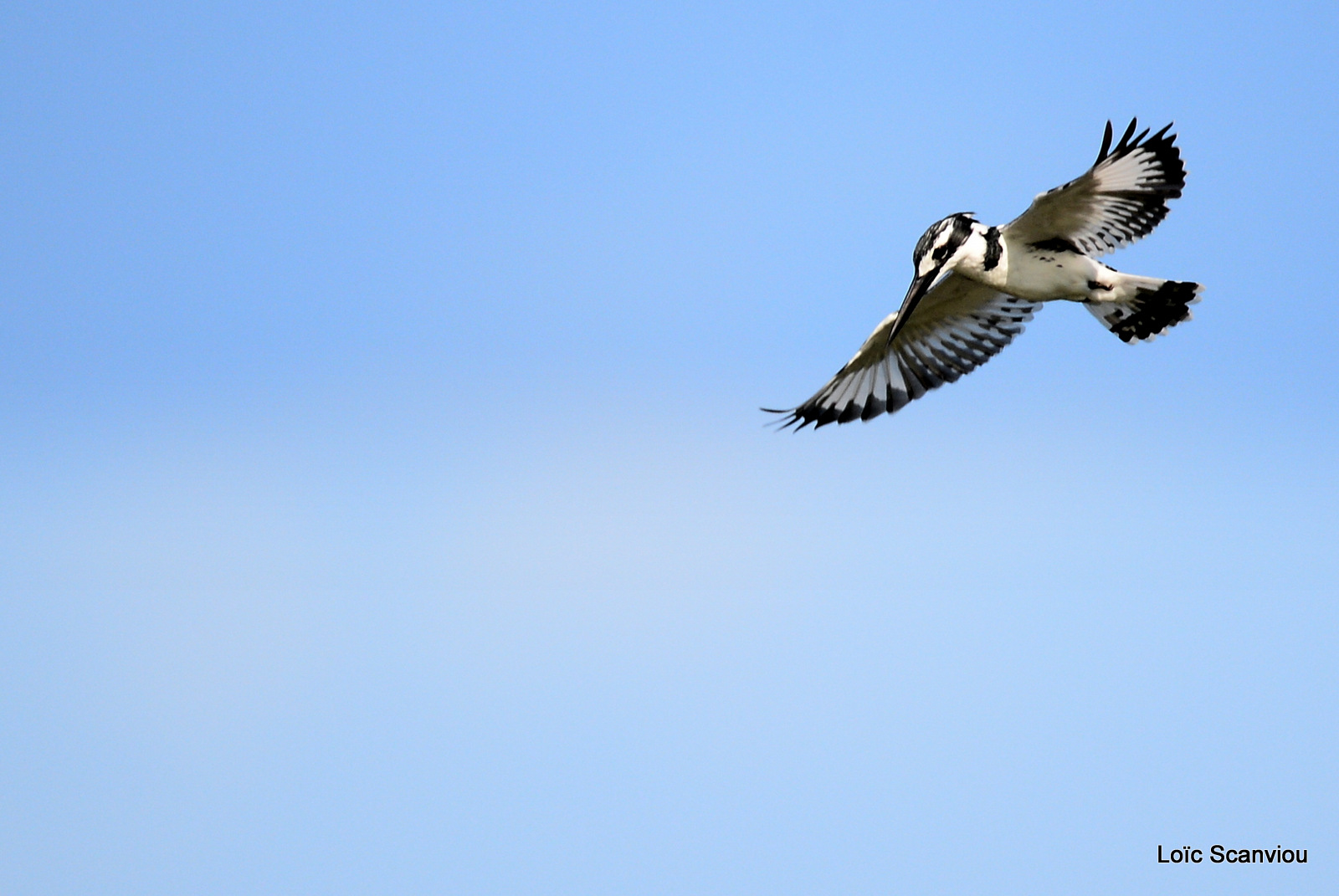 Martin-pêcheur pie/Pied Kingfisher (1)