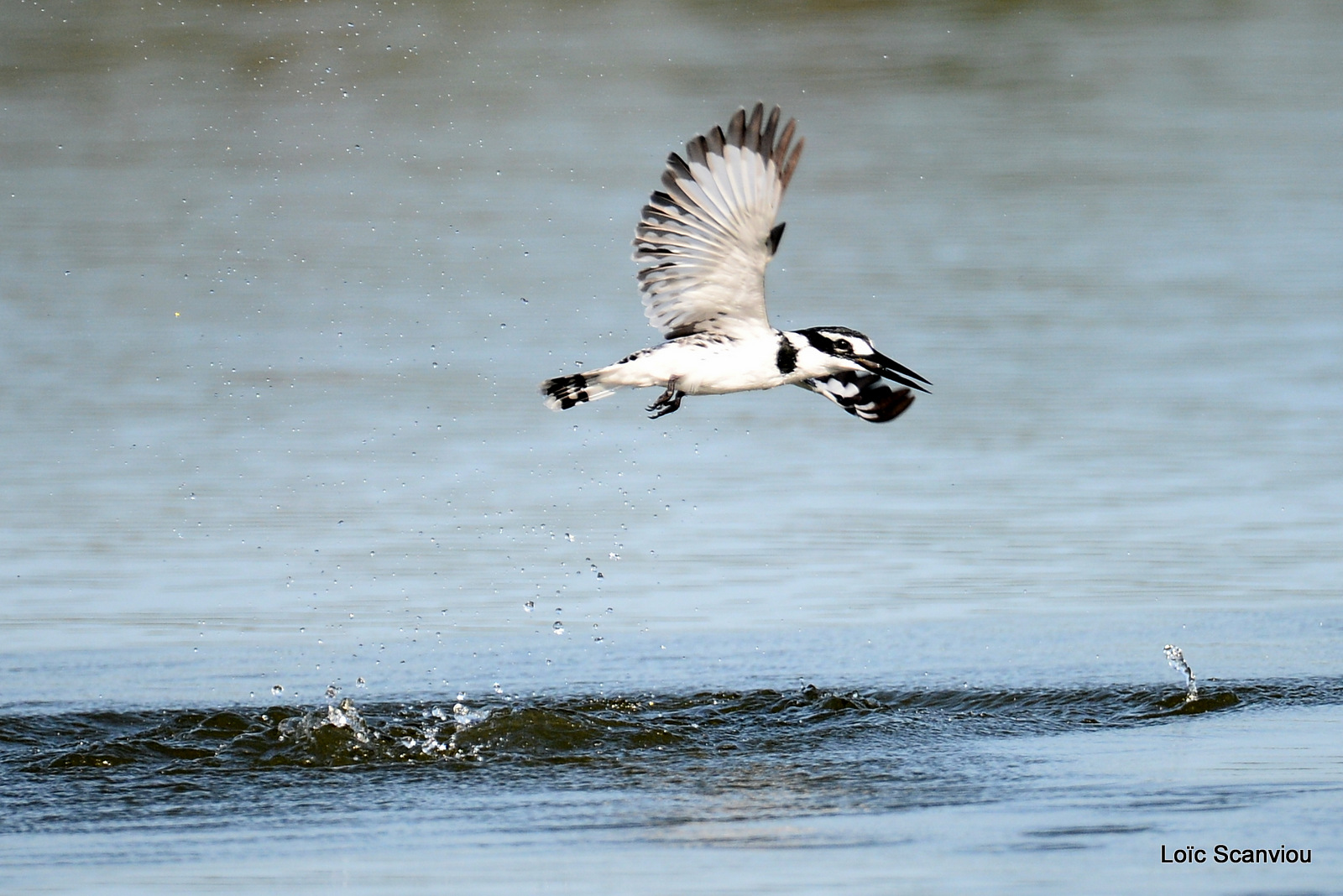 Martin-pêcheur pie/Pied Kingfisher (2)