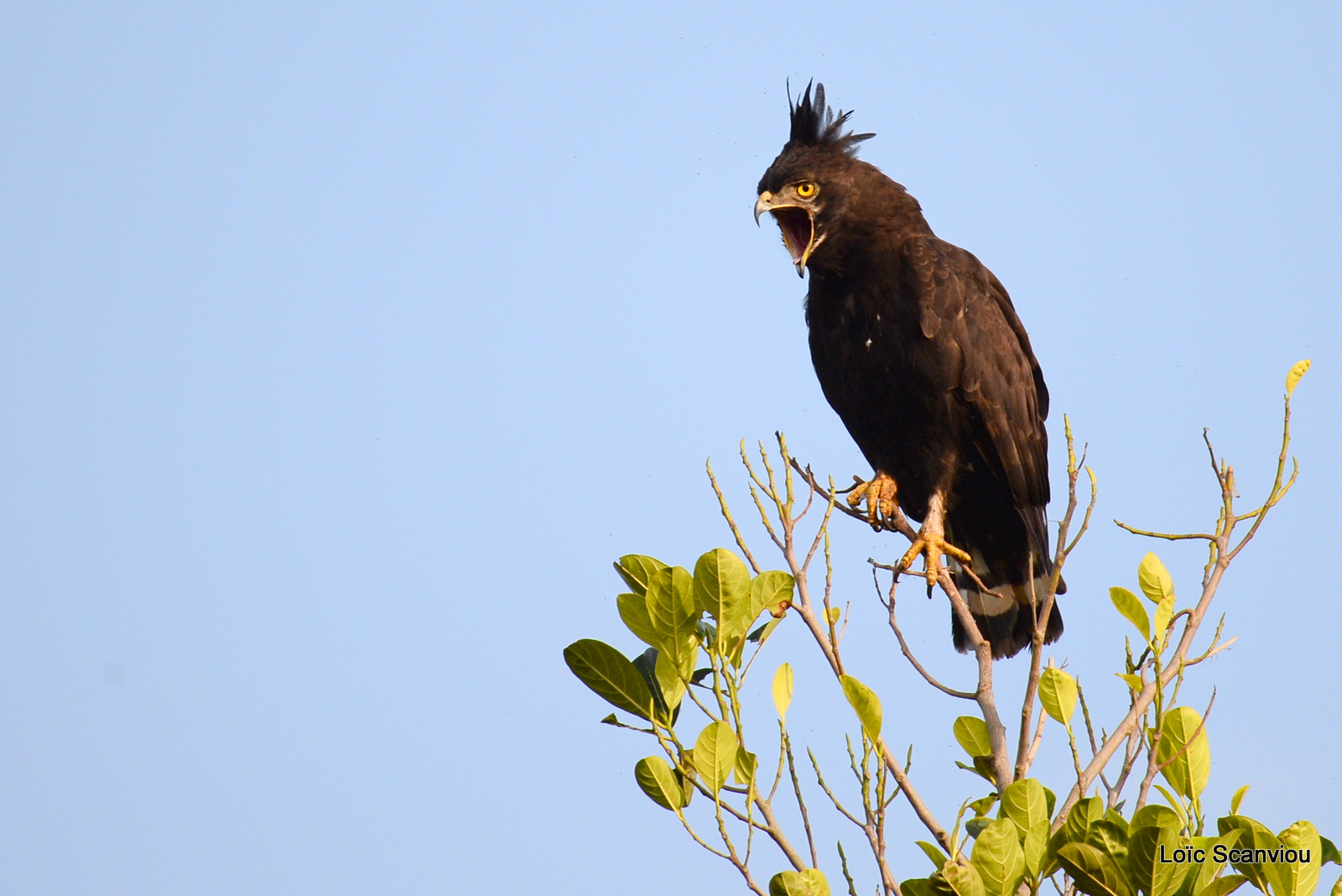 Aigle huppard/Long-crested Eagle (2)