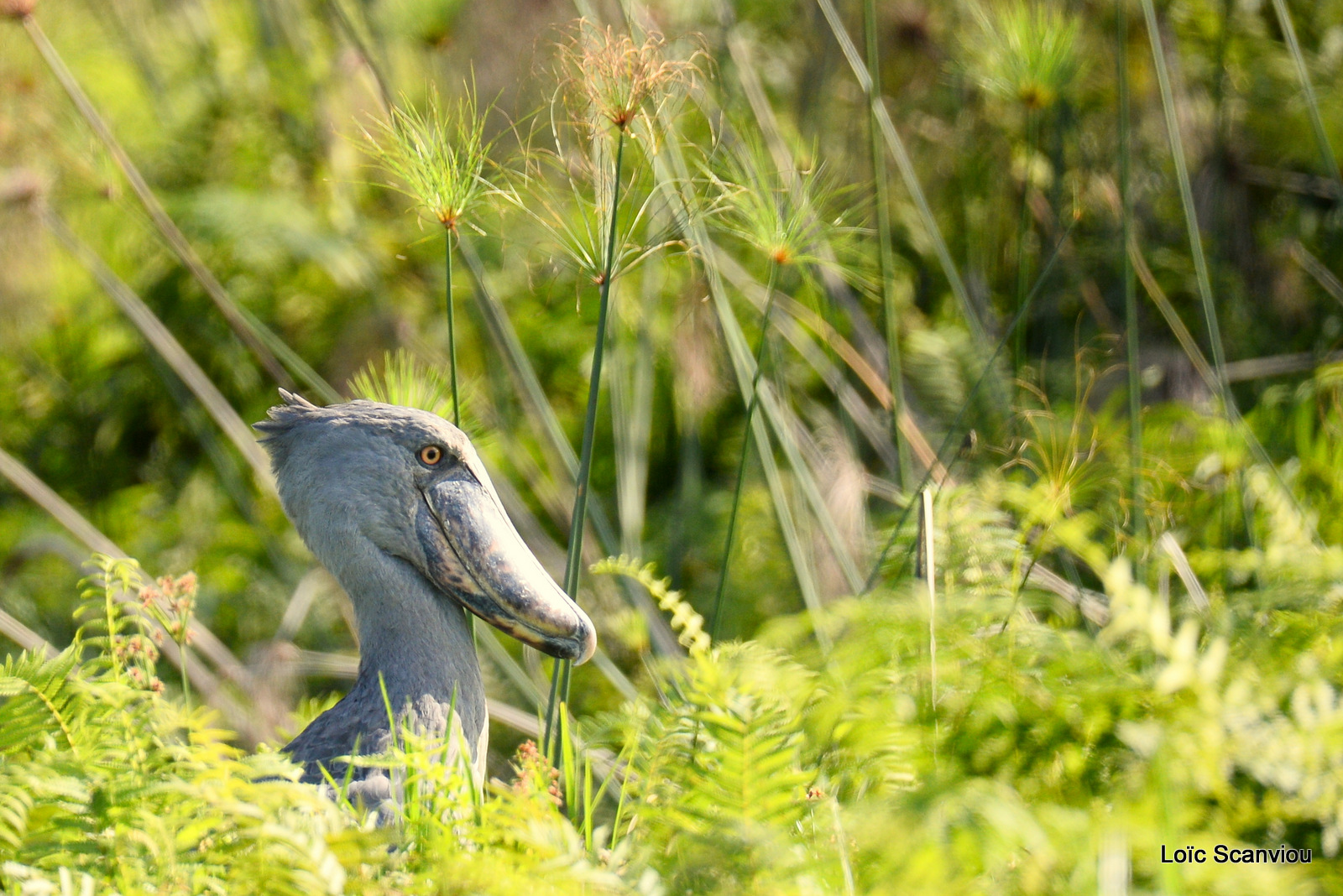 Bec-en-sabot/Shoebill (8)