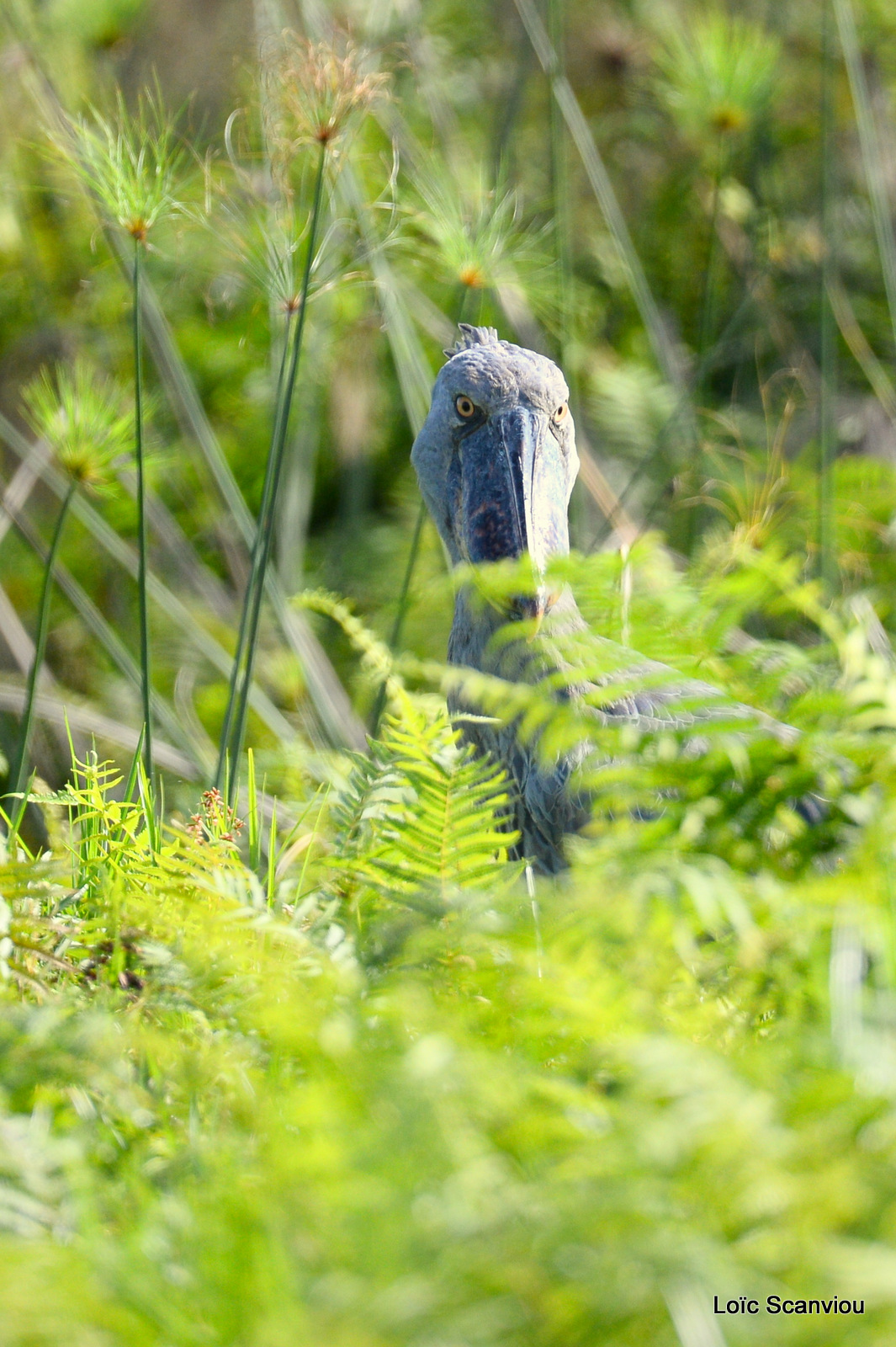 Bec-en-sabot/Shoebill (9)