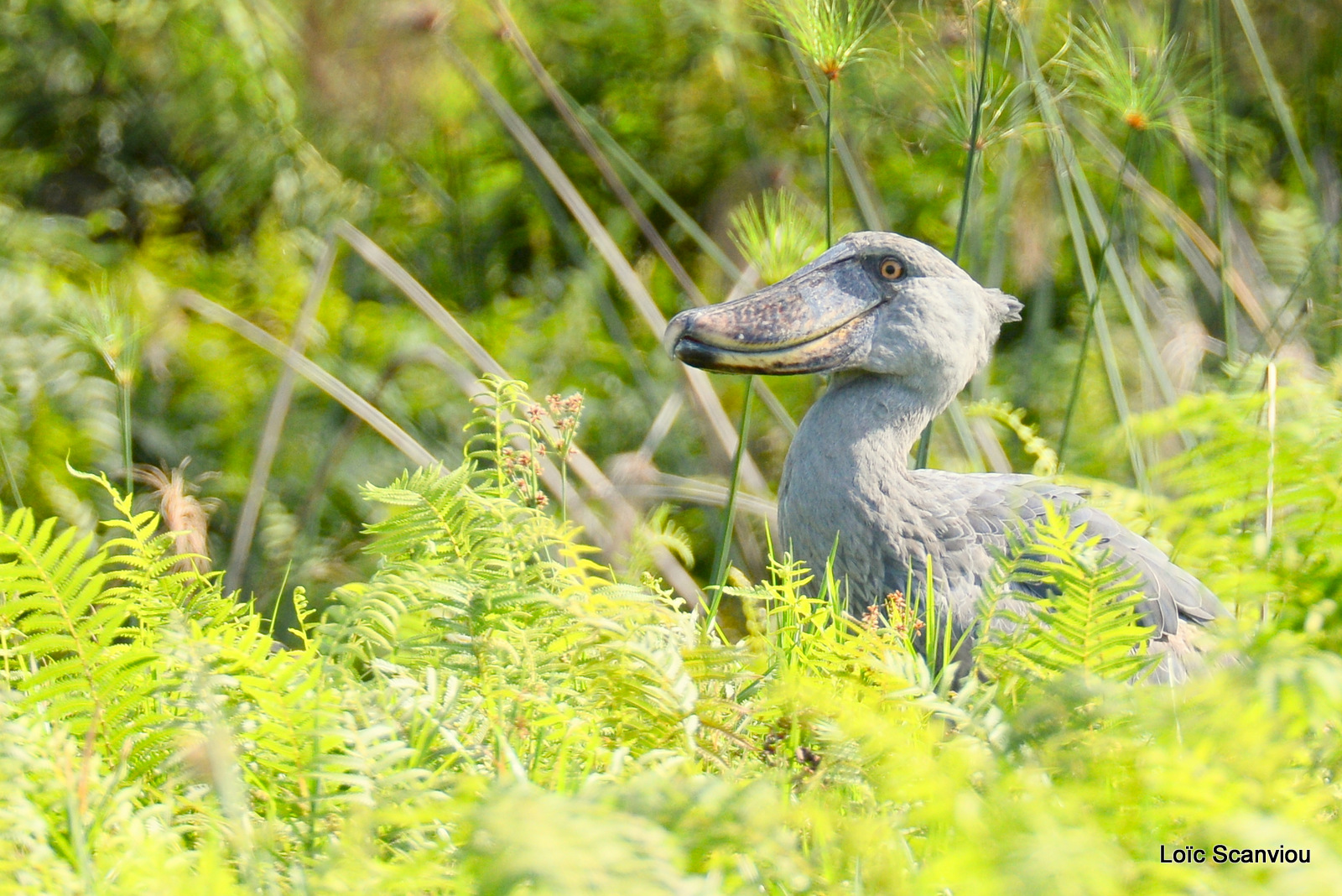 Bec-en-sabot/Shoebill (11)