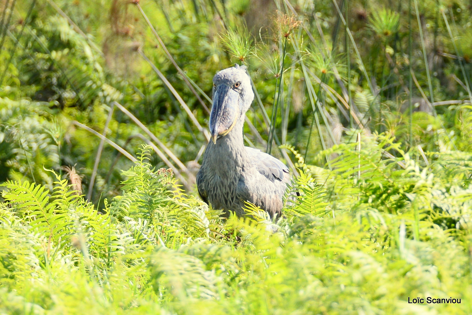 Bec-en-sabot/Shoebill (12)