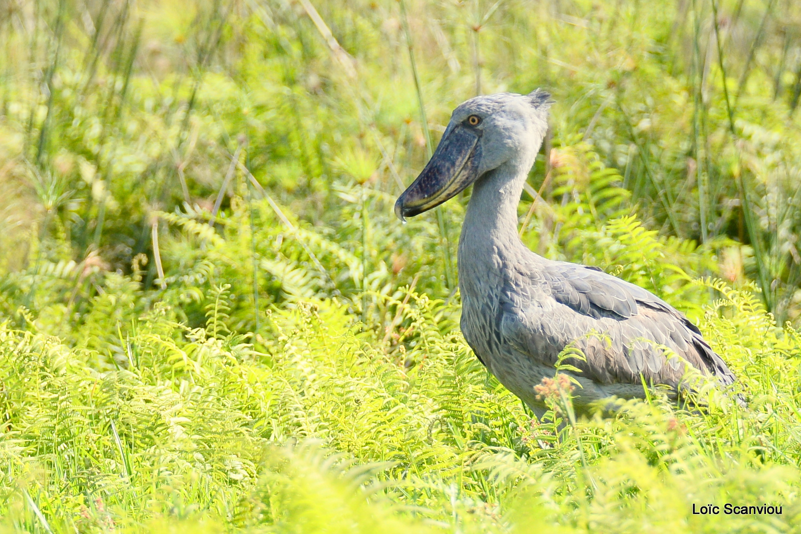 Bec-en-sabot/Shoebill (13)