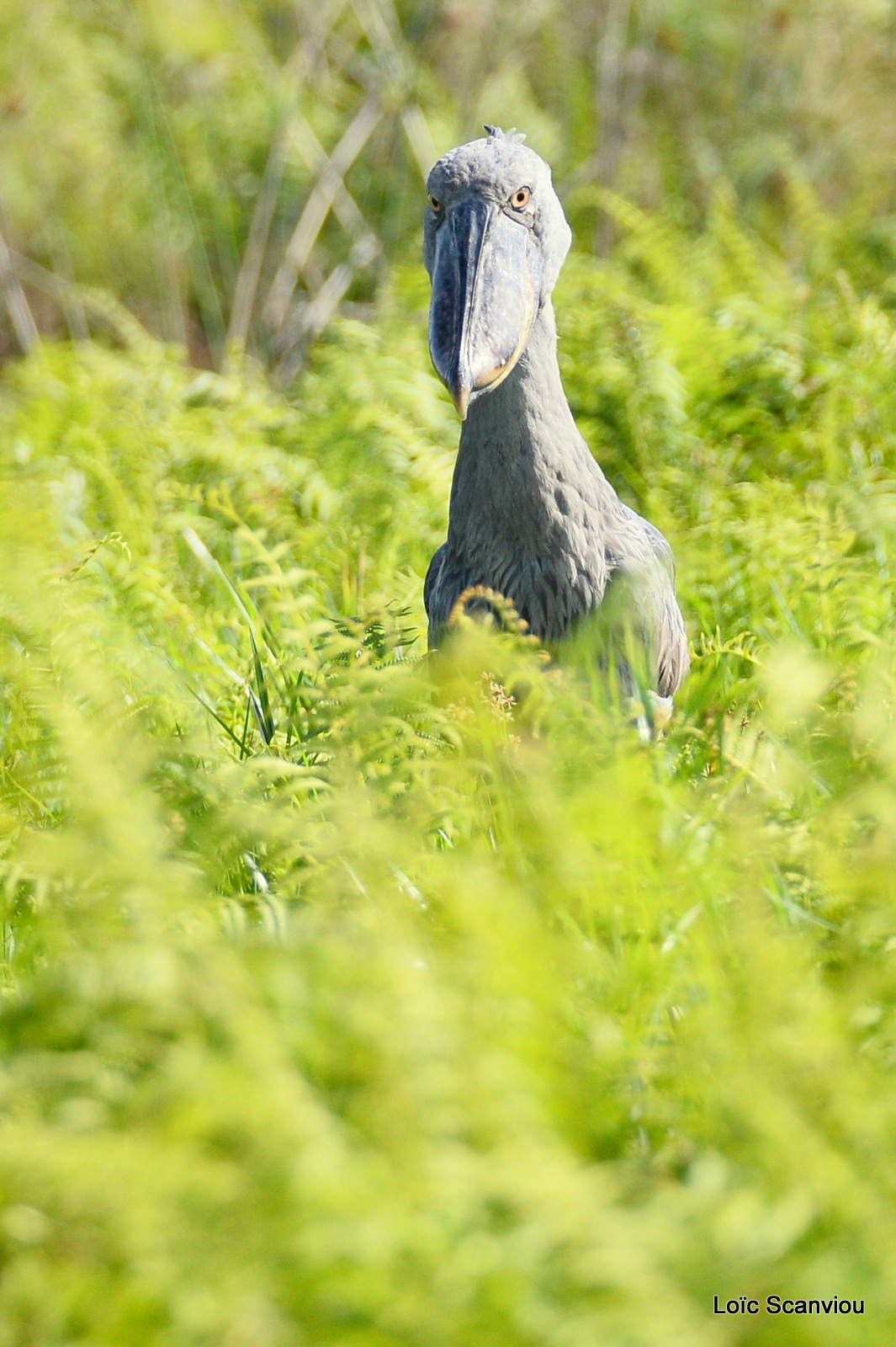 Bec-en-sabot/Shoebill (14)