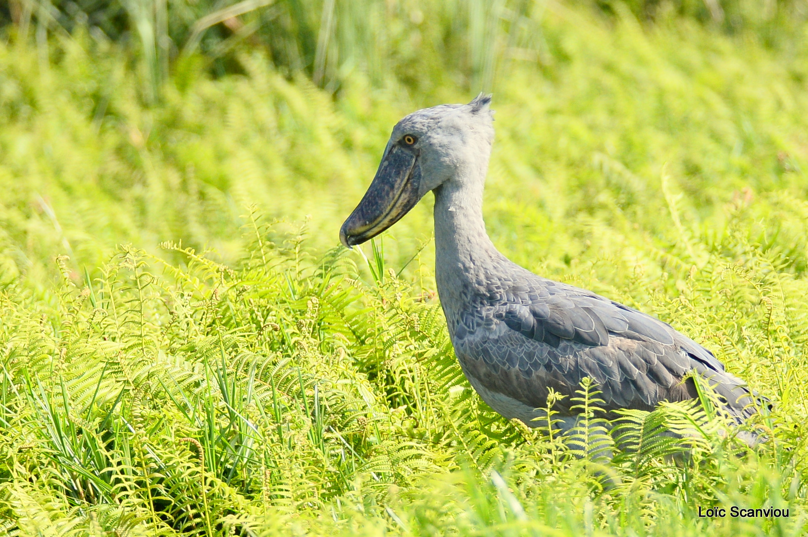 Bec-en-sabot/Shoebill (15)